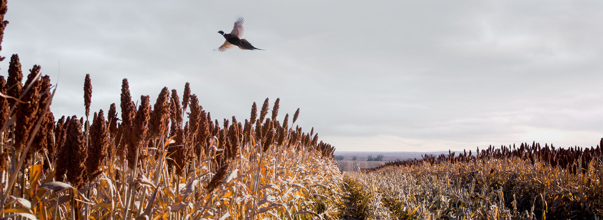 Early Season Pheasant Hunts