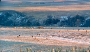 Deer Hunting photo 3