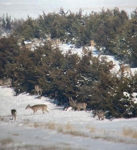Deer Hunting photo 6