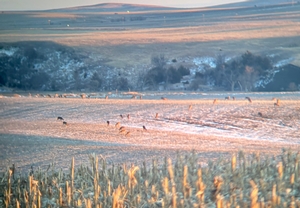 Deer Hunting photo 4
