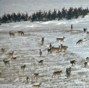 Deer Hunting photo 5